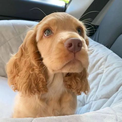 All Posts • Instagram American Cocker Spaniel Aesthetic, Cokers Spaniel, Cocker Spaniel Adult, Blonde Cocker Spaniel, American Cocker Spaniel Puppies, Blue Roan Cocker Spaniel, English Cocker Spaniel Puppies, Cocker Dog, Spaniel Puppies For Sale