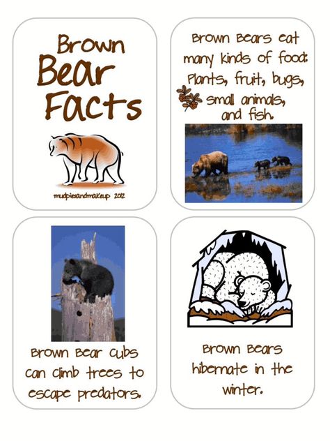 Bear Facts For Kids, Preschool Bears, Facts About Bears, River Animals, Animal Preschool, Bear Facts, Bears Preschool, Farm Animals Preschool, Fall Animals