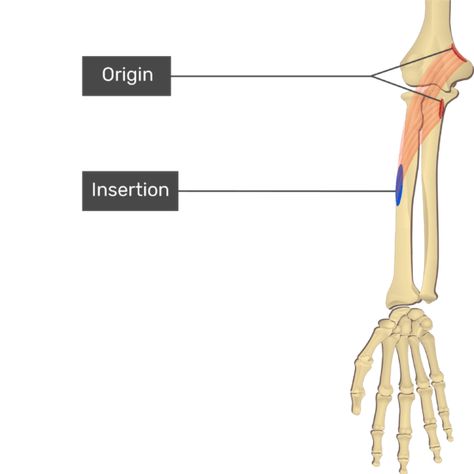 Pronator Teres, Forearm Muscle Anatomy, Forearm Muscles, Median Nerve, Muscle Testing, Arm Muscles, Muscle Anatomy, Anatomy Art, Anatomy