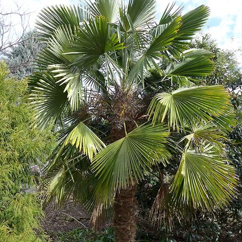 How to Grow and Care for Windmill Palm (Trachycarpus fortunei) Palm Tree Care, Palm Tree Types, Backyard Planning, Livistona Chinensis, Windmill Palm, Chinese Fan Palm, European Fan Palm, Cold Hardy Palm Trees, Mexican Fan Palm