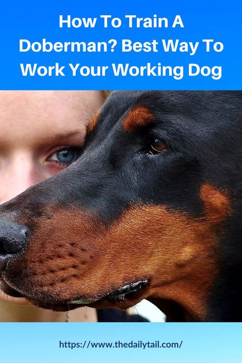 How To Train A Doberman? Best Way To Work Your Working Dog Doberman Pinscher Training, How To Train A Doberman Puppy, Doberman Puppy Training, Doberman Training, Doberman Pinscher Puppy, Owning A Dog, Doberman Love, Doberman Puppy, Working Dog