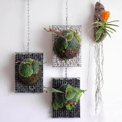 Wall Planters Indoor Diy, Staghorn Fern Mount, Fern Wall, Balcony Wall, Zoo Ideas, Vertical Garden Indoor, Plant Room, Staghorn Fern, Insta Highlights