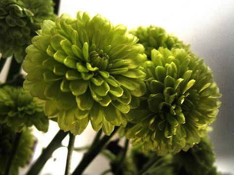 Olive Green Flowers, Green Dahlia, Lime Green Weddings, White Flower Arrangements, Green Wedding Flowers, Parrot Green, Landscape Plants, Willow Green, Flower Centerpiece