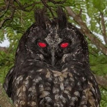 HIDDEN ⓗ on Instagram: "Stygian Owl, known for red reflection of their eyes that are often associated with the Devil. In the presence of light their eyes can give a brilliant red reflection. 🦉" Stygian Owl, Hidden Ny, Red Owl, Owl Eyes, Yellow Eyes, Light Reflection, Red Eyes, The Devil, Fantasy Creatures