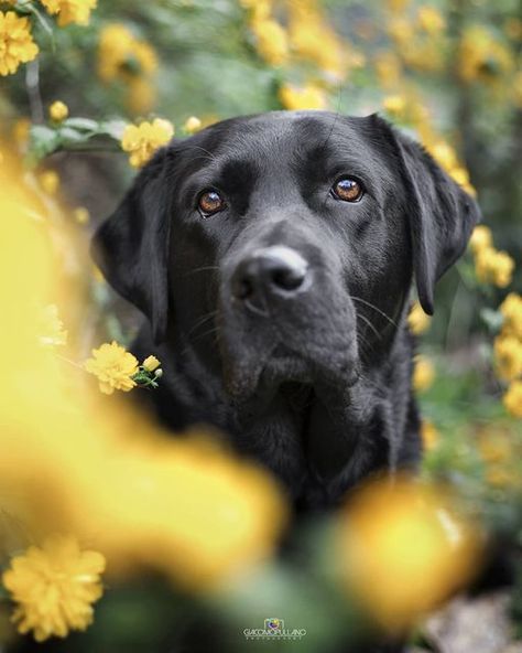 Flowers Instagram, Black Labrador Retriever, Black Labs, Cute Dog Pictures, Adorable Puppy, Pet Photography, Labrador Retriever Dog, Black Labrador, Retriever Dog