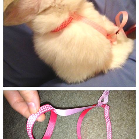 Made a custom collar and leash for my bunny Bunny Harness Diy, Bunny Leash, Bunny Harness, Diy Bunny, Bunny Stuff, Bunny Care, Rabbit Hutch, Rabbit Care, Rabbit Hutches