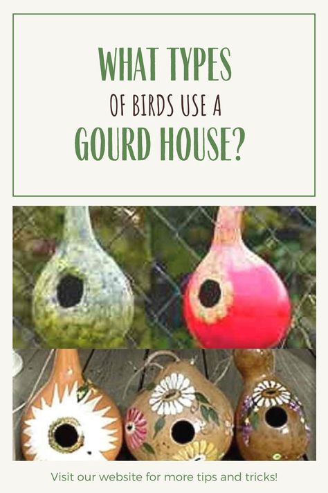 How To Make A Gourd Birdhouse, Squash Bird House, What To Do With Gourds Ideas, Gourd Bird Houses How To Make, How To Make Bird Houses Out Of Gourds, Painting Birdhouse Gourds, How To Dry Gourds For Birdhouses, Things To Do With Gourds, Birdhouse Gourds Ideas Diy