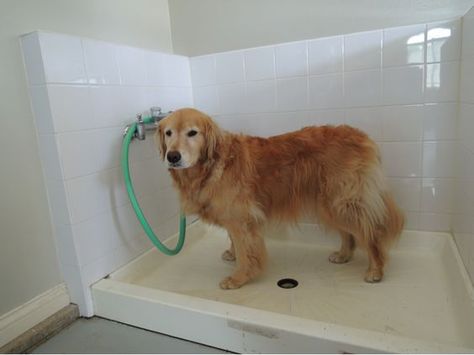 Tip #24: "Install a shower basin, tiled on three sides, in your garage. It’s a great place to bathe your dog. My Golden, Jessie, loves her ‘paw station’.” – Karen Asp, Dog Fancy Columnist/Contributing Editor #ModernMutt Dog Bath In Garage, Dog Wash In Garage, Dog Shower In Garage, Cheap Dog Houses, Dog Bathing Station, Diy Dog Wash, Cheap Dog Kennels, Washing Area, Wash Station