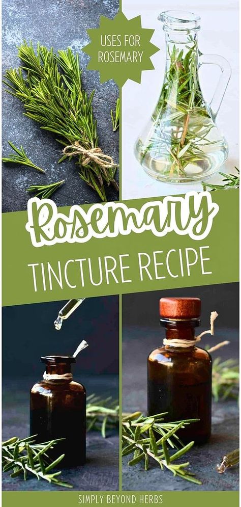 Explore our Rosemary Tincture Recipe in the Medicinal Uses for Rosemary category. Learn how to harness the benefits of rosemary, known for its ability to improve hair health and memory. This simple recipe packs the herb's potency into a small dropper bottle, perfect for everyday use. Find more natural remedies and rosemary uses at simplybeyondherbs.com. Rosemary Uses, Rosemary Tincture, Uses For Rosemary, Benefits Of Rosemary, Tinctures Recipes, Cold And Cough Remedies, Healthy Herbs, Herbal Tinctures, Natural Antibiotics