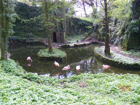 Flamingo Enclosure, Chilean Flamingo, Zoo Inspiration, Zoo Design, Greater Flamingo, Zoo Architecture, Zoo Ideas, Underwater Animals, Aquarium Design