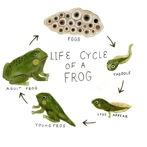 Tadpole Illustration, Madison Safer, Frog Sketches, Frog Life Cycle Activities, Farm Animals For Kids, Vetenskapliga Experiment, Frog Activities, Natural Illustration, Frog Life Cycle