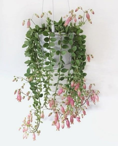 39 Beautiful Kalanchoe Types & Varieties You Should Grow Kalanchoe Uniflora, Christmas Tree Plant, Kalanchoe Blossfeldiana, Plant Goals, Plants For Hanging Baskets, Hanging Succulents, Inside Plants, 강아지 그림, Growing Succulents