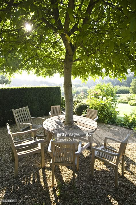 Juglans Nigra, Black Walnut Tree, Backyard Seating Area, Seating Ideas, Outdoor Seating Area, Backyard Seating, Walnut Tree, Outdoor Gardens Design, Backyard Inspo