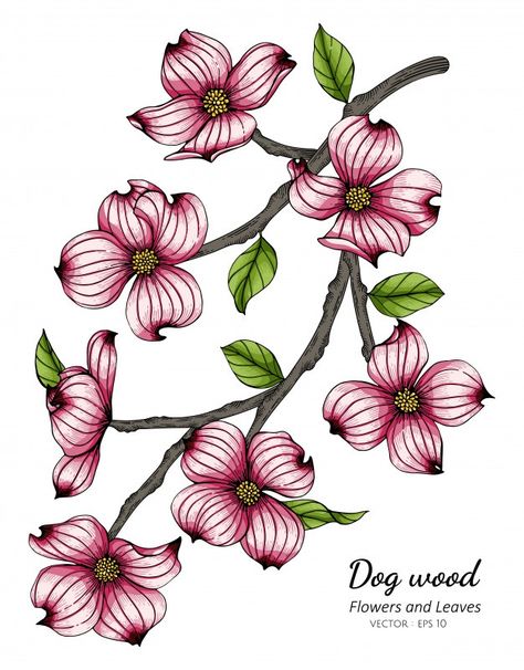 Pink Dogwood Tattoo, Dogwood Flower Tattoo Color, Dogwood Flower Drawing, Flower And Leaf Drawing, Dogwood Tattoo, Dogwood Flower Tattoos, Stamp Inspiration, Dogwood Blooms, Mural Inspiration