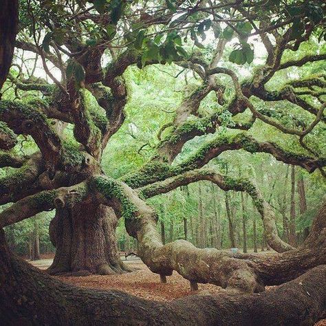 This is Angel Oak outside Charleston SC. The oldest tree east of the Mississippi River Angel Oak Trees, Angel Oak, Old Tree, Old Trees, Ancient Tree, Unique Trees, Nature Tree, Tree Forest, Oak Tree