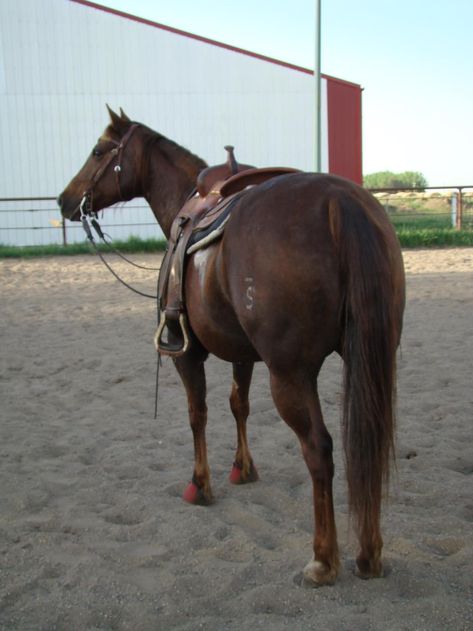 Working Cow Horse, Hereford Cattle, Western Pleasure Horses, Barrel Racing Saddles, Horse Halters, Barrel Racing Tack, Horse Show Clothes, Barrel Racing Horses, Barrel Horse