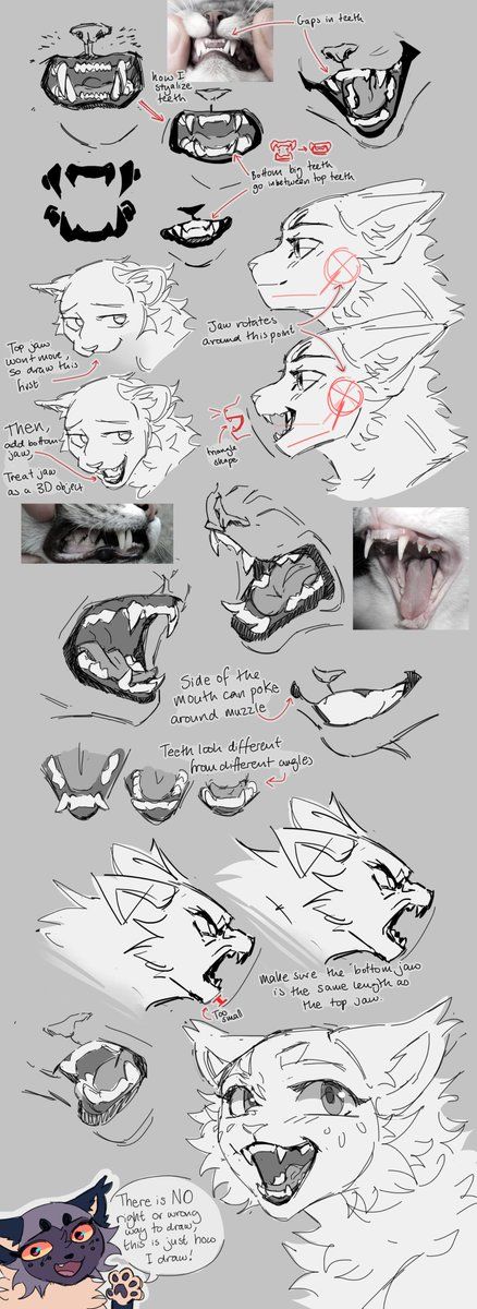 Cat Face Anatomy Drawing, Cat Muzzle Drawings, How To Draw Cat Muzzles, How To Draw Cat Teeth, Cat Teeth Reference, Animal Mouth Reference, Cat Muzzle Tutorial, Warrior Cats Face Expressions, Wolf Snout Drawing Reference