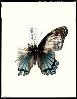 metamorphosis. Decaying Butterfly Tattoo, Dan Winters, Metamorphosis Art, Borboleta Tattoo, Tier Tattoo, Broken Wings, Butterfly Pictures, Wings Tattoo, Mom Tattoos