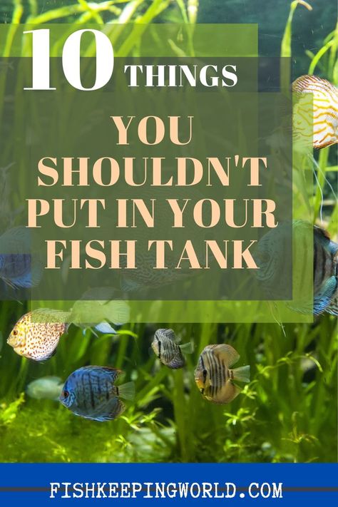 Cool Fish Tank Decorations, 10 Gallon Fish Tank, Fish Tank Ideas, Fish Aquarium Decorations, Fish Tank Themes, Small Fish Tanks, Diy Fish Tank, Cool Fish Tanks, Fish Keeping