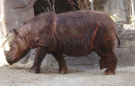 Sumatran rhinoceros (Dicerorhinus sumatrensis) CRITICALLY ENDANGERED This two-horned rhino is the smallest and most endangered of the five living rhinoceros species. Sumatran Rhinoceros, Sumatran Rhino, Extinct Animals, Brown Fur, Endangered Animals, Wildlife Animals, Reddish Brown, Animals Of The World, Animal Photography