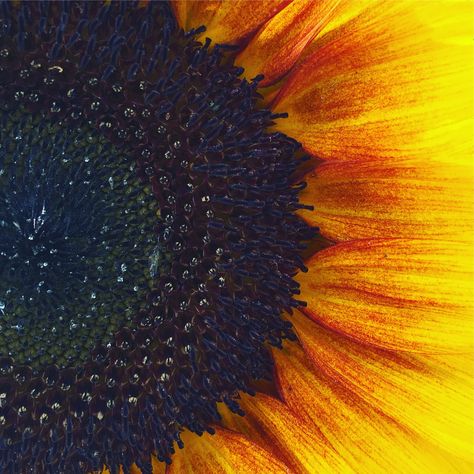 Sunflower close up photography Sunflower Up Close, Sunflower Close Up, Close Up Nature Photography, Flowers Close Up, Close Up Paintings, Sunflower Inspiration, Close Up Art, Big Painting, Samsung Watch