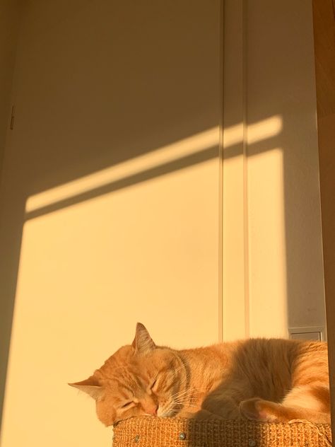 Orange And White Cat Aesthetic, Cat Listening To Music Aesthetic, Cat Orange Aesthetic, Red Cat Aesthetic, White Cat Aesthetic Wallpaper, Light Orange Aesthetic, Orange Cat Aesthetic, Cat Listening To Music, White Cat Aesthetic