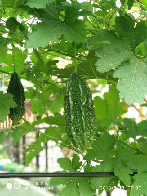 Karela Momordica charantia, Momordica Charantia, Plant Varieties, Bitter Gourd, Gourds, Bitter, Plant Leaves, Plants, Quick Saves