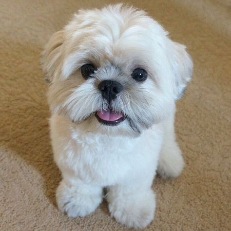 Cute Teddy Bear Shih Tzu Shi Tzus, Shih Tzu Puppy Cut, Shih Tzu For Sale, Shih Tzu Haircuts, Perro Shih Tzu, Chien Shih Tzu, Shitzu Dogs, Shih Tzu Grooming, Maltese Shih Tzu