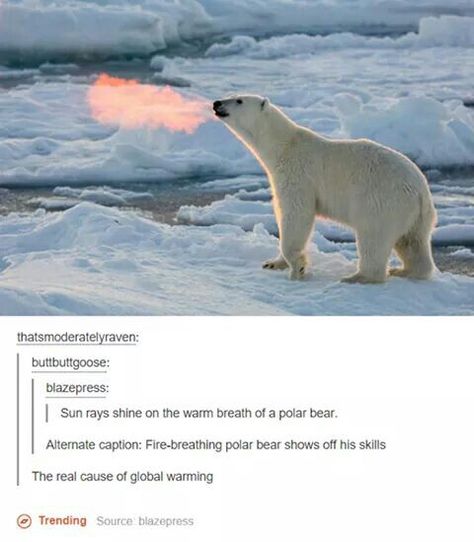 Polar bear, tumblr funny Meme Page, Can't Stop Laughing, Funny Animal Memes, Animal Memes, Tumblr Funny, Tumblr Posts, Polar Bear, Funny Cute, I Laughed