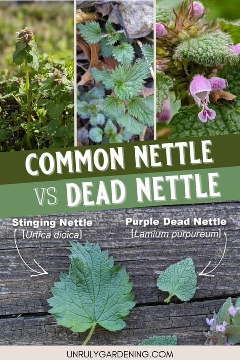 Here's how to tell the difference between common nettle and purple dead nettle! Dead Nettle Recipes, Nettle Fertilizer, Spice Apothecary, Purple Dead Nettle, Woods Craft, Nettle Recipes, Crunchy Stuff, Herbs Medicinal, Hearth Witch