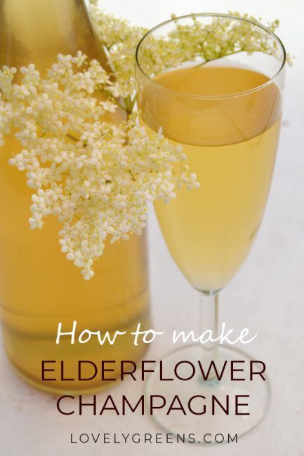 Elderflower Champagne: Pick Elderflowers in early summer to make this sweet sparkling wine #winerecipe #makewine #makechampagne #elderflowerrecipe Elderflower Champagne Recipe, Foraged Recipes, Elderflower Wine, Elderflower Recipes, Elderflower Champagne, Homemade Wine Recipes, Champagne Recipe, Elderberry Recipes, Foraging Recipes