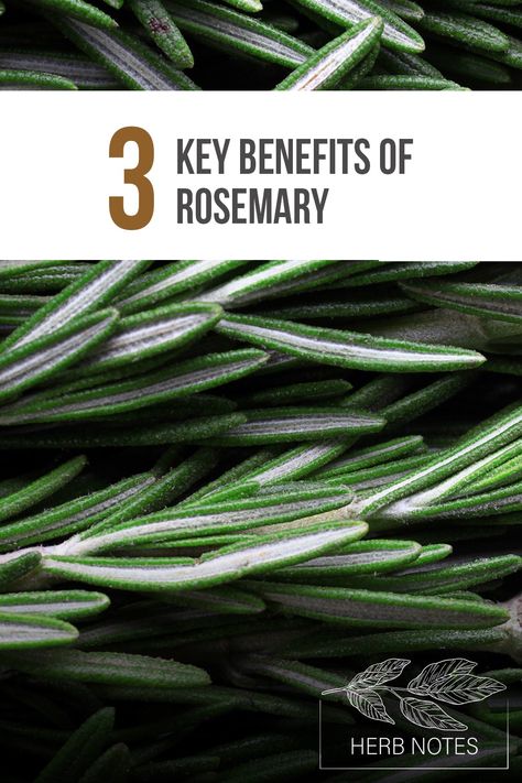 Herb Notes: The Benefits of Rosemary Rosemary Benefits, Herb Notes, Rosemary Plant Care, Benefits Of Rosemary, How To Become Confident, Rosemary Herb, Growing Rosemary, Rosemary Plant, Musculoskeletal Pain