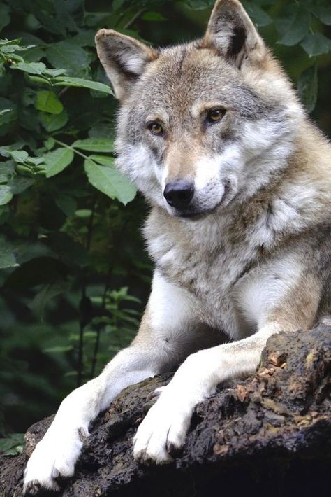 #Wolf #Animal #Pets Facts About Wolves, Wolf World, Wolf Husky, Wolf Animal, Wolf Photos, Wolf Spirit Animal, Wolf Love, Wild Wolf, Wolf Pictures