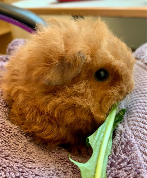 Texel Guinea Pigs, Pig Photos, Abyssinian, Cute Animal Pictures, Happy Animals, Guinea Pig, Guinea Pigs, Pigs, Animal Pictures