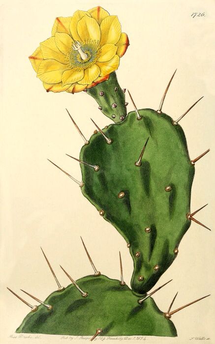 Scientific illustration of a prickly pear Hur Man Ritar Blommor, Paddle Cactus, Ornamental Flower, Cactus Paintings, Alien Plants, Cactus Drawing, Illustration Kunst, Cactus Illustration, Pear Cactus