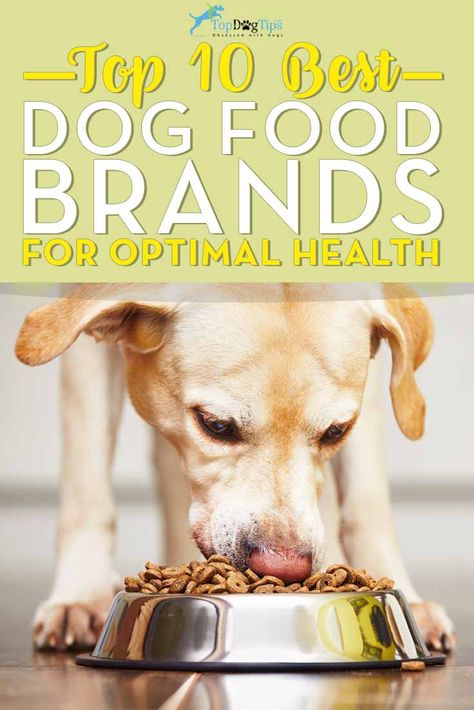 What is the Best Dog Food Brand for Health Best Dry Dog Food, Best Dog Food Brands, Make Dog Food, Pets Food, Healthy Dog Food, Dog Food Brands, Dog Foods, Dog Health Tips, Food Dog