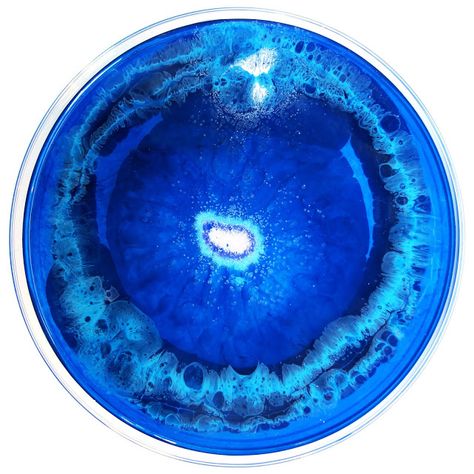 Petri Dish Art, Klari Reis, Dish Art, Petri Dishes, Drip Drop, Petri Dish, February 8, Science Art, Candy Jars