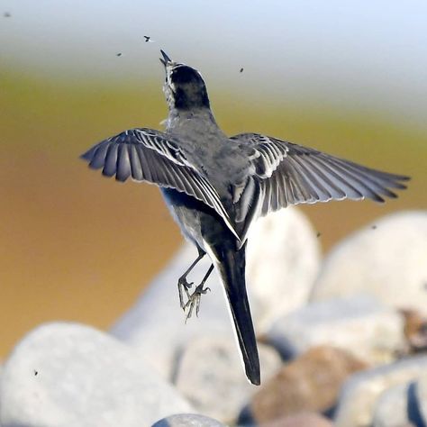 Carl Bovis on Instagram: “Pied Wagtail hunting flies! 😀 Taken yesterday at Kilve beach in Somerset, UK. @bbcearth 🐦 #EarthCapture #bird #birdextreme #nature…” Wagtail Tattoo, Pied Wagtail, British Garden, Garden Birds, How To Attract Birds, Animal References, Beautiful Bird, Bird Garden, Zoology