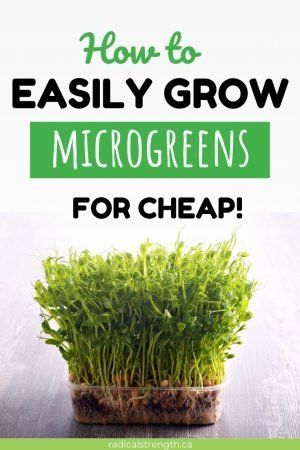 Starting An Herb Business, Microgreens Benefits, Vege Meals, Sprouts Benefits, Microgreens Garden, Microgreens Recipe, Grow Microgreens, Homeschool Nature, Gardening Products