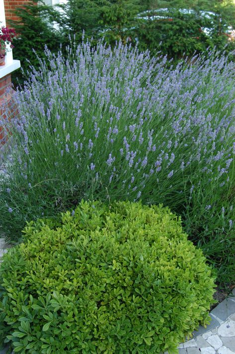 Pittosporum Tobira Nanum, Pittosporum Tobira, Lavender Companion Plants, Garden Ideas Uk, Evergreen Garden, Contemporary Garden Design, Front Gardens, Lavender Garden, Planting Plan