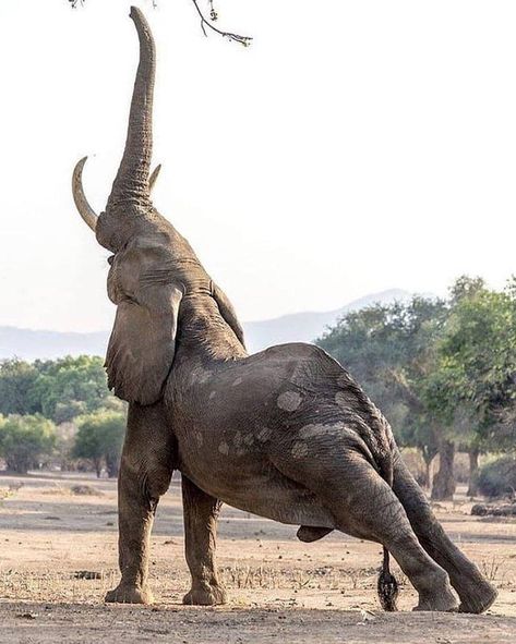 An elephant stretching Wild Photography, Endangered Animals, Majestic Animals, Elephant Art, African Wildlife, African Elephant, African Animals, African Safari, Animals Images