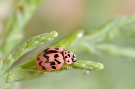 Pretty Bugs, Tortoise Beetle, Beautiful Insects, Pink Ladybug, Lady Beetle, Cute Small Animals, Beetle Bug, Lady Bugs, Flying Insects