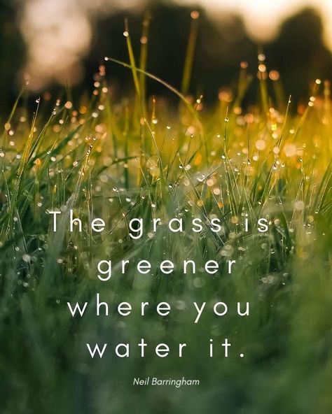 The grass is greener where you water it Green Grass Quotes, Later Quotes, Nature Quotes Beautiful, Finding Yourself Quotes, The Grass Is Greener, Water Quotes, Grass Is Greener, Nature Quotes Adventure, Green Quotes