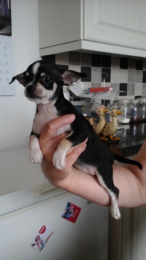 Chihuahua Puppies For Sale | Louisville, KY Chihuahua For Sale, Merle Chihuahua, Chihuahua Breeds, Chihuahua Puppies For Sale, Chihuahua Puppy, Jackson County, Jefferson County, Puppy For Sale, Chihuahua Puppies