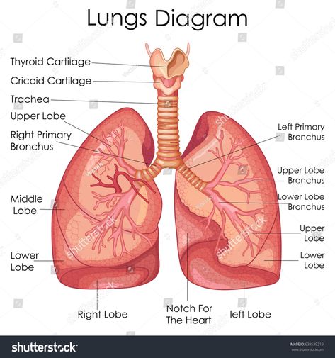 Medical Education Chart of Biology for Lungs Diagram. Vector illustration #Ad , #sponsored, #Chart#Biology#Medical#Education Anatomy Drawing Notes, Lungs Diagram, Education Chart, Respiratory System Anatomy, Suture Kit, Drawing Notes, Lung Anatomy, Anatomy Poster, The Respiratory System