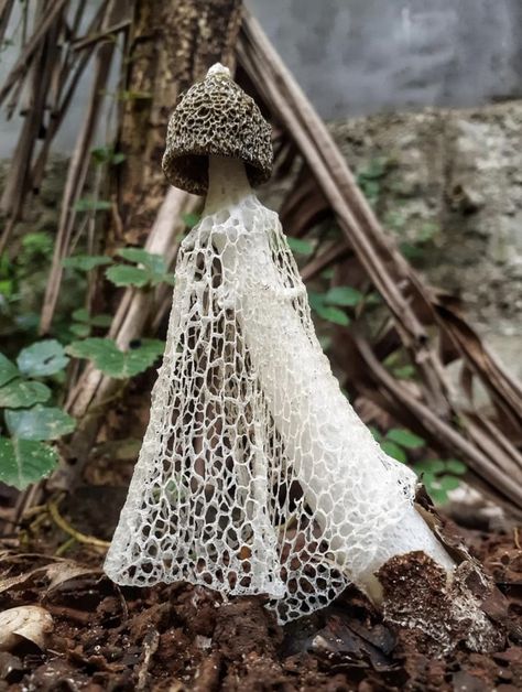 Bridal veil stinkhorn mushroom. Photo credit: Si’Doel Doel. Bridal Veil Mushroom, Mushroom Fungi Art, Mushroom In The Forest, Mycelium Dress, Veiled Mushroom, Bioluminescence Mushroom, Mushroom Moodboard, Pink Mushroom Aesthetic, Veil Mushroom