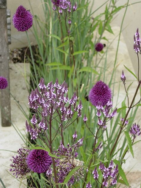 Verbena hastata Rosea, Allium sphaerocephalon and Allium?? Verbena Hastata, Color Scheme Blue, Allium Sphaerocephalon, Flower Combinations, Cabin Garden, Flora Garden, Dig Gardens, Gravel Garden, Purple Garden