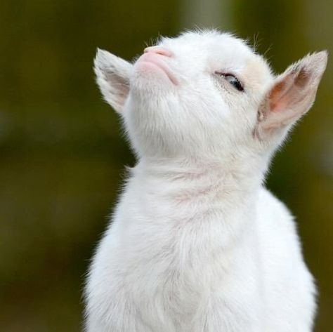 When someone tells you to do something that you were going to do anyway and you now no longer want to do it because it’ll be like you’re listening to their command. | 21 Goats That Are Just Really Relatable Cele Mai Drăguțe Animale, 9gag Funny, Baby Goat, Baby Goats, 귀여운 동물, Lany, Farm Animals, Animals And Pets