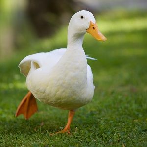 Interesting duck facts for kids and adults. We focus on the different types and species of ducks, their diet, and whether you can have one as a pet. Ducks, Green, White