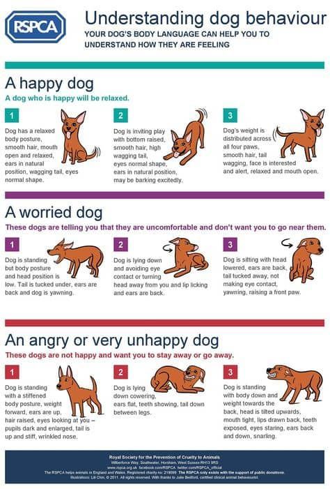 Dog Body Language Chart The Clues To Your Pets Well Being Relaxed Dog, Dog Body Language, Cat Language, Dog Weight, Dog Information, Dog Language, 강아지 그림, Dog Facts, Dog Hacks